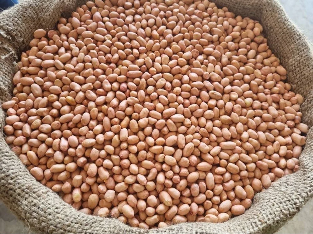 Groundnut